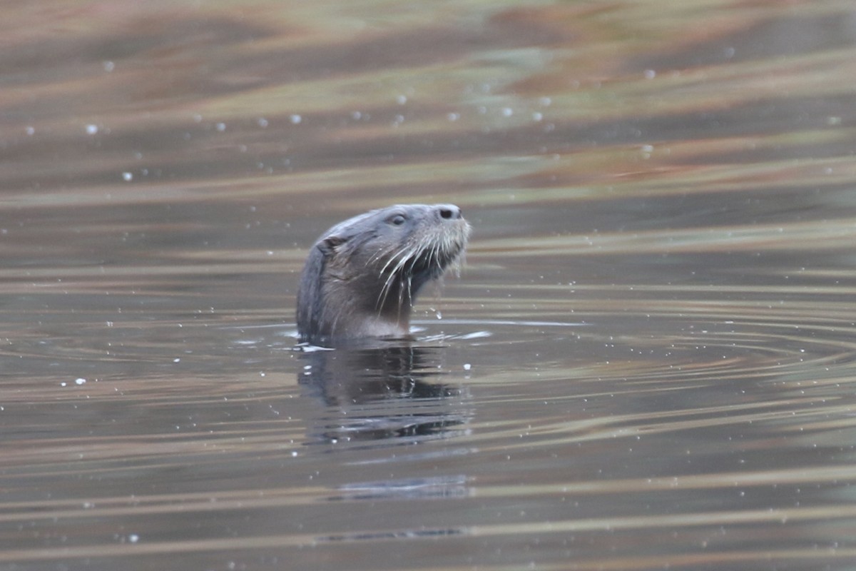 Animals - ML645859632