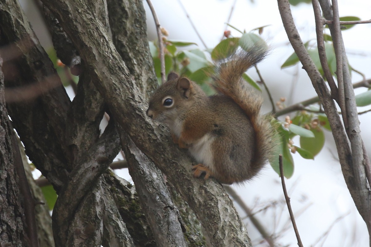 Animals - ML645859633