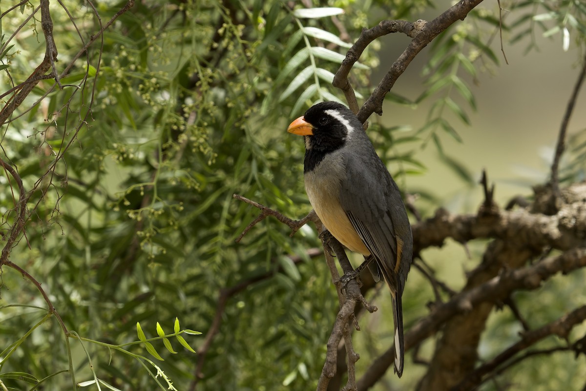 Golden-billed Saltator - ML645859642