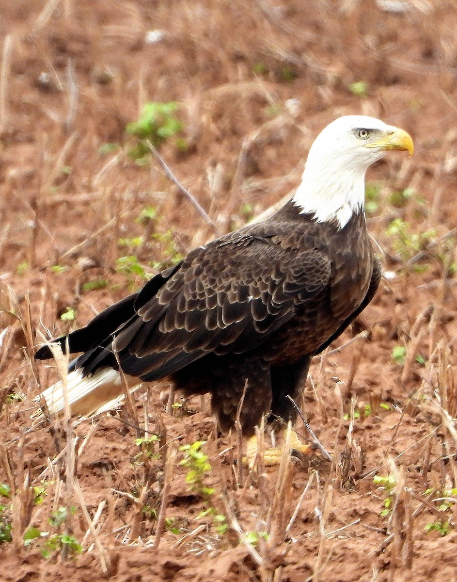 Bald Eagle - ML645859645