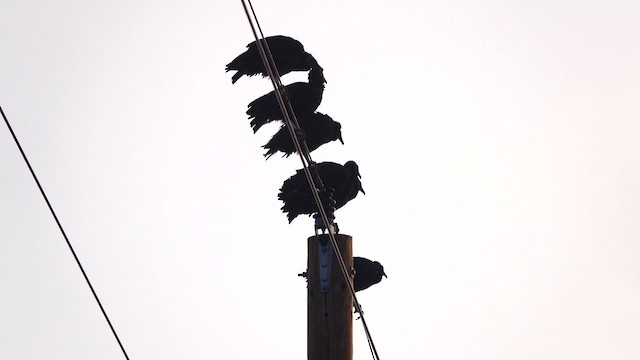 Black Vulture - ML645859646