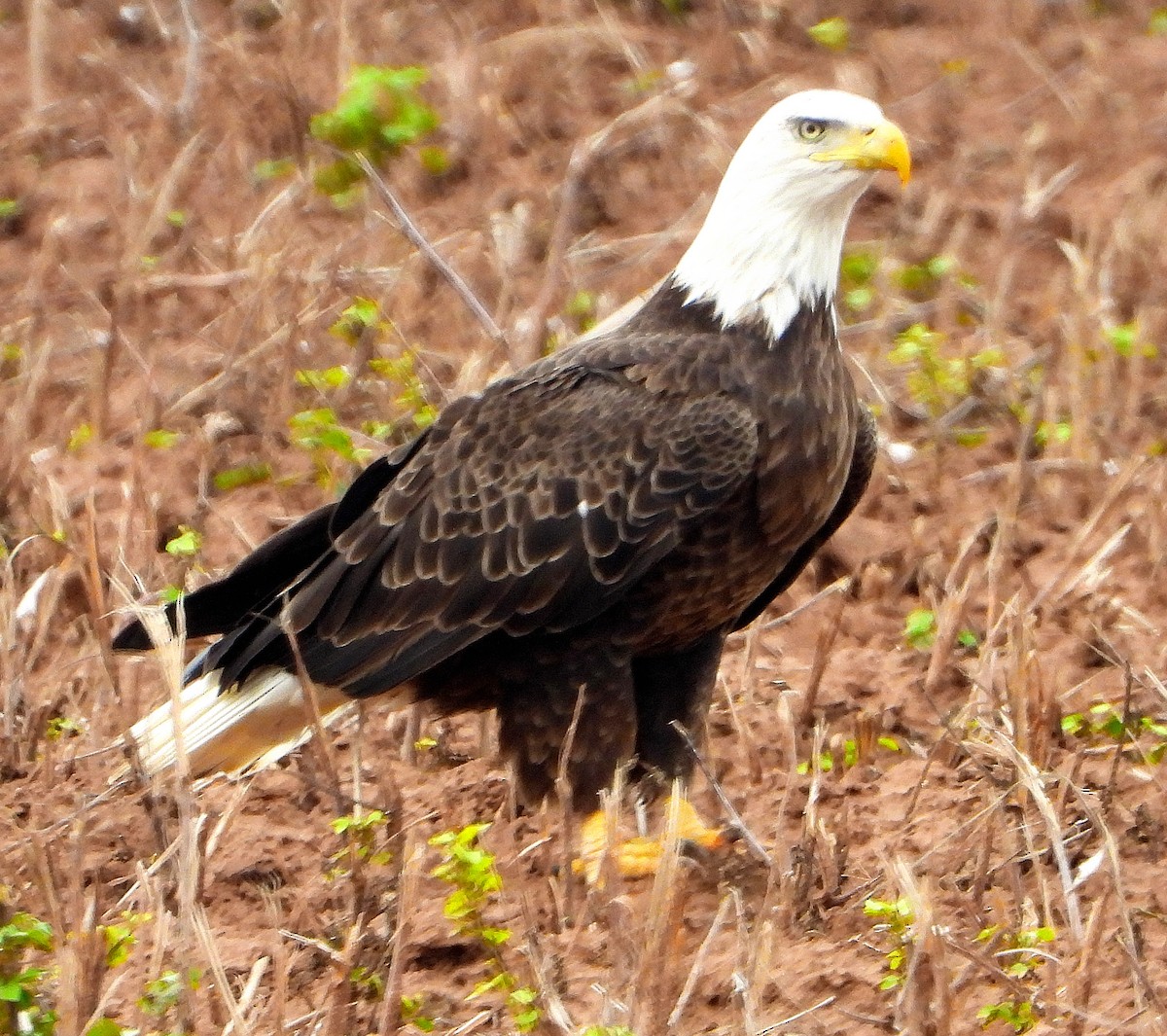 Bald Eagle - ML645859648