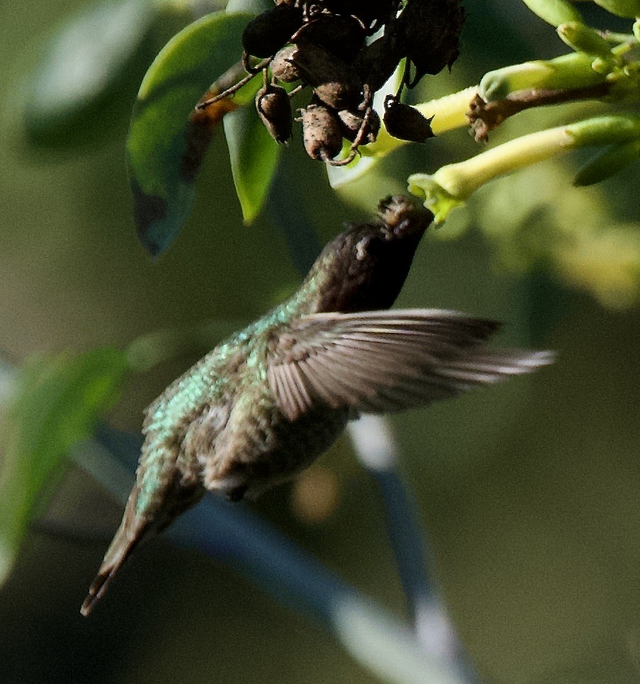 Anna's Hummingbird - ML645859649