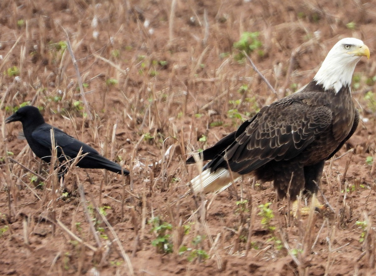 Bald Eagle - ML645859650