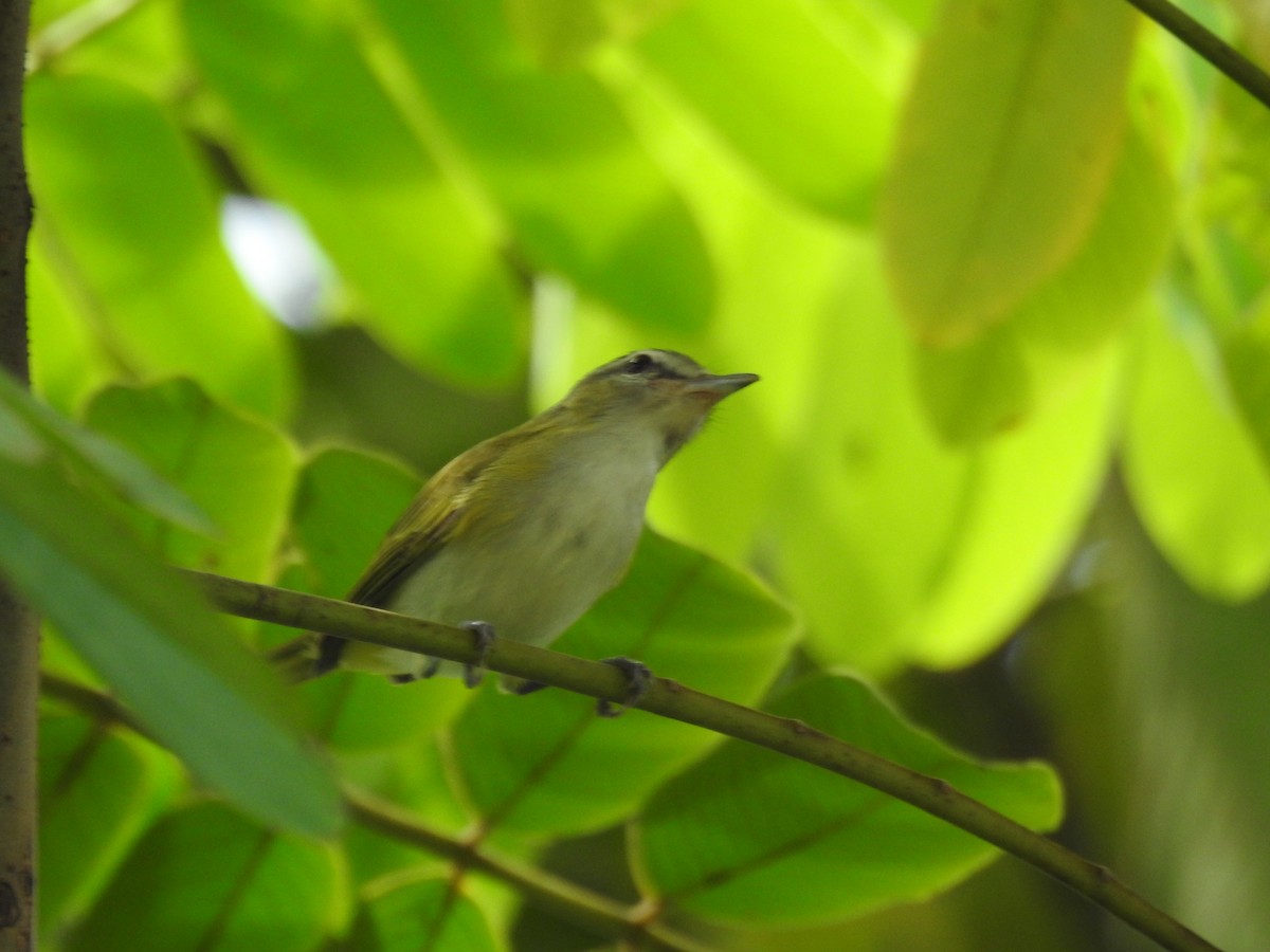 Red-eyed Vireo - ML645859651
