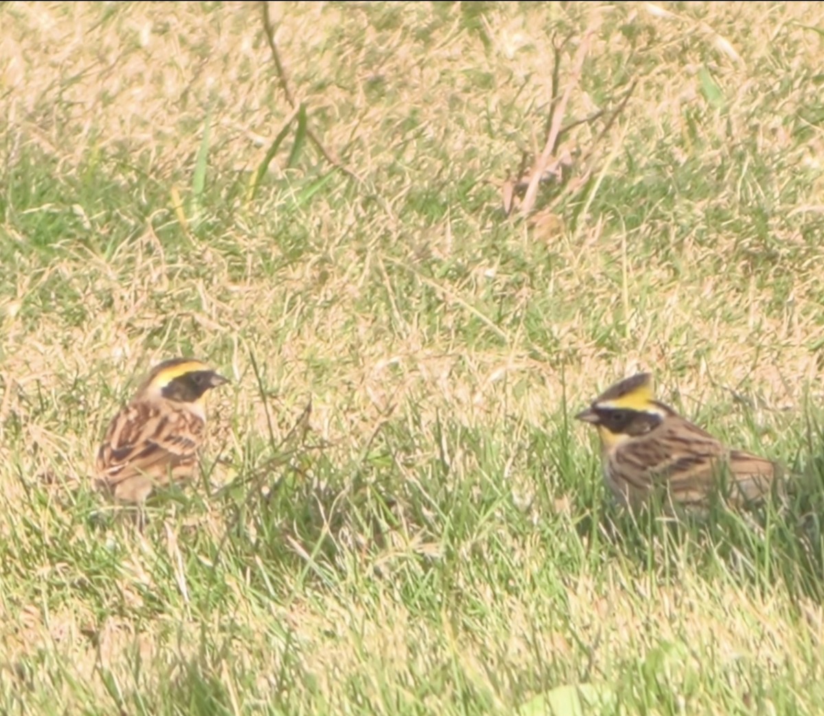 Yellow-throated Bunting - ML645859653