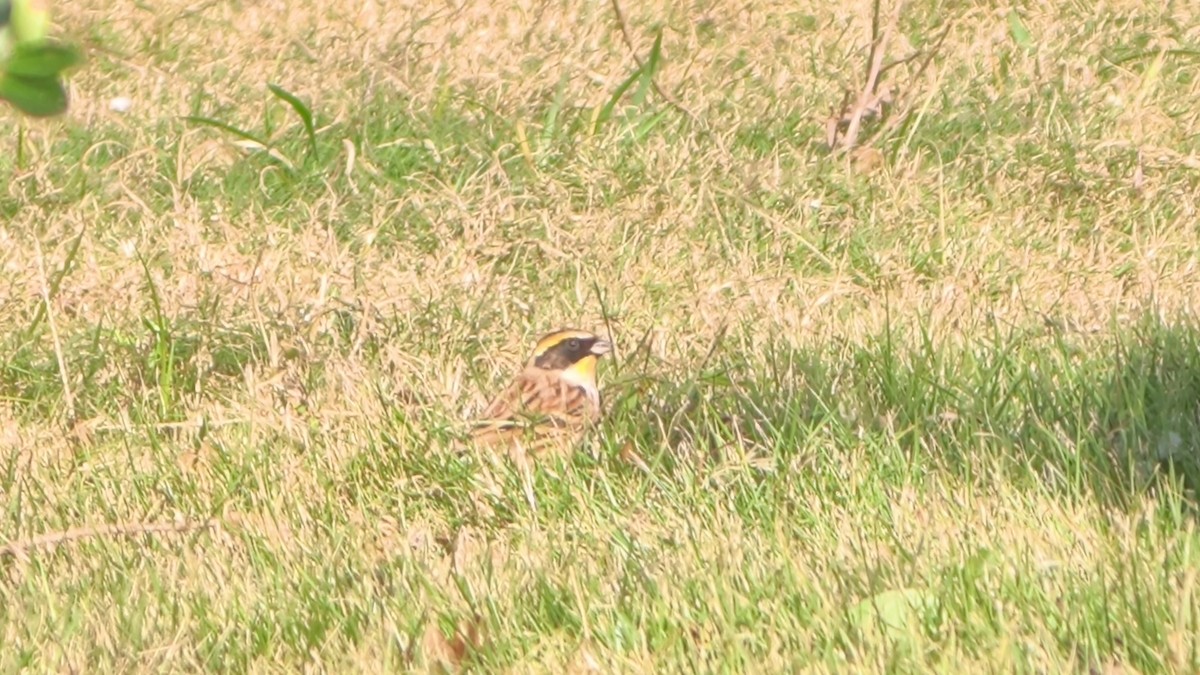 Yellow-throated Bunting - ML645859654