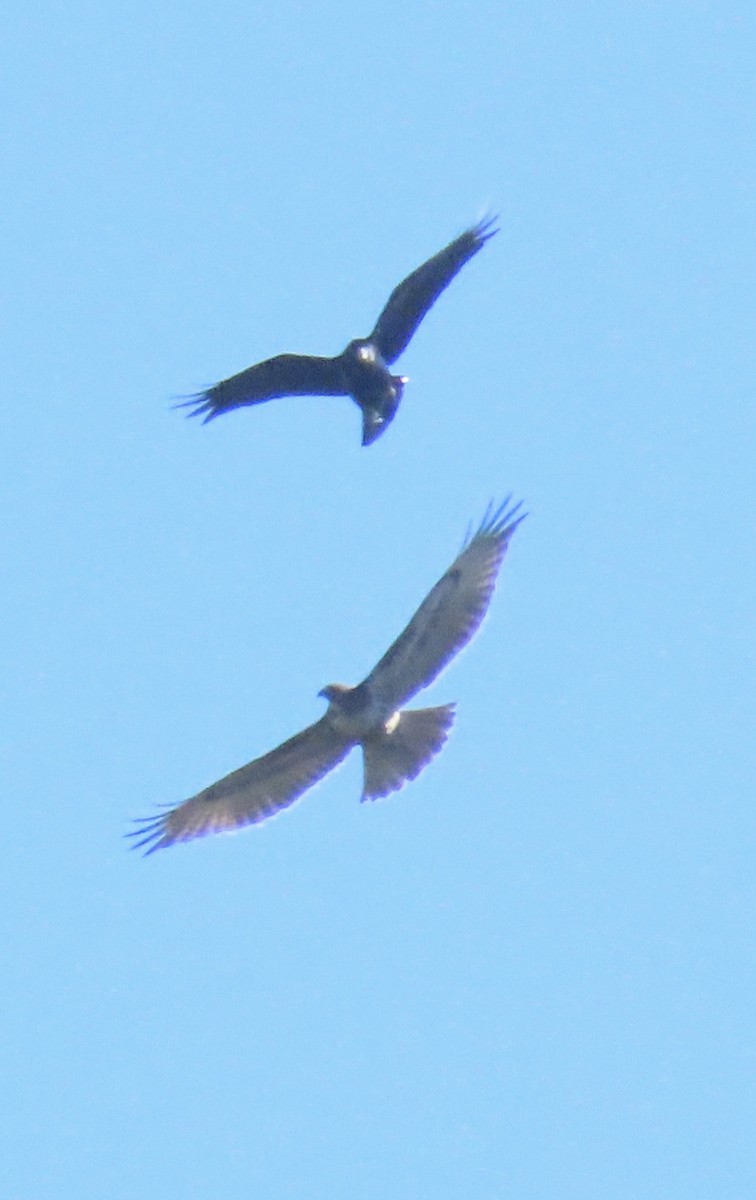 Red-tailed Hawk - ML645859655