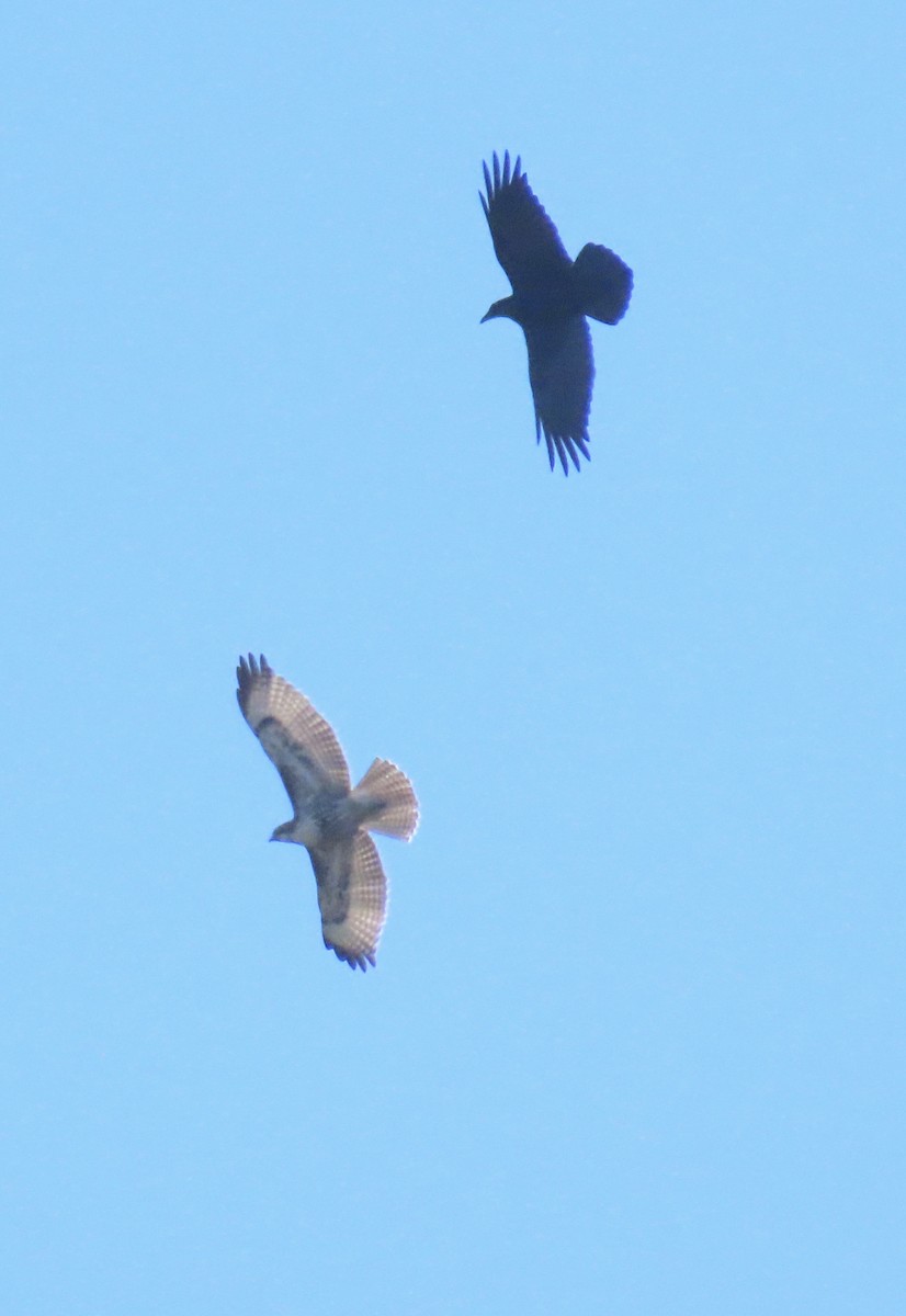 Red-tailed Hawk - ML645859656