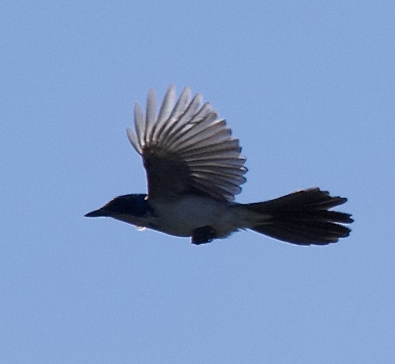 California Scrub-Jay - ML645859662