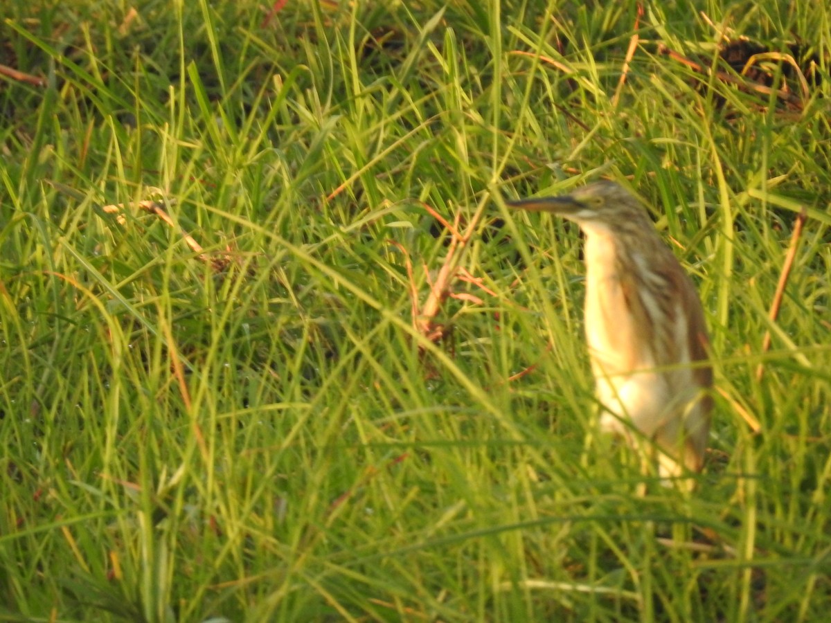 Squacco Heron - ML645859664