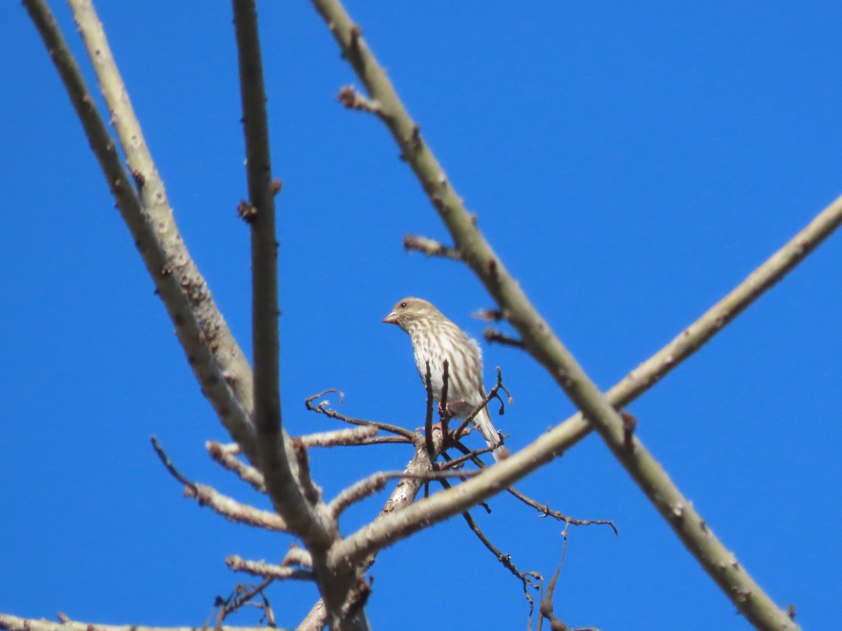 Purple Finch - ML645859666