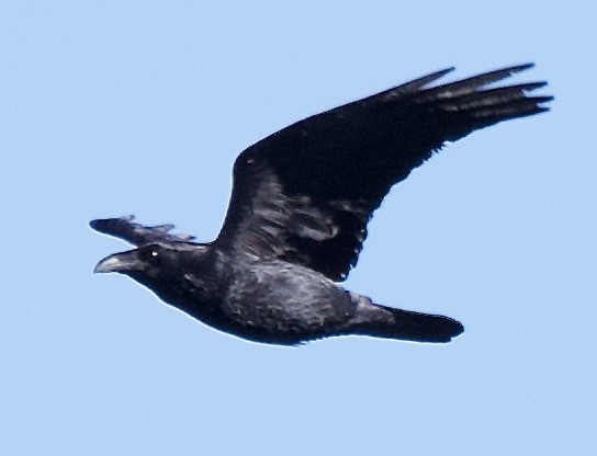 Common Raven - ML645859667