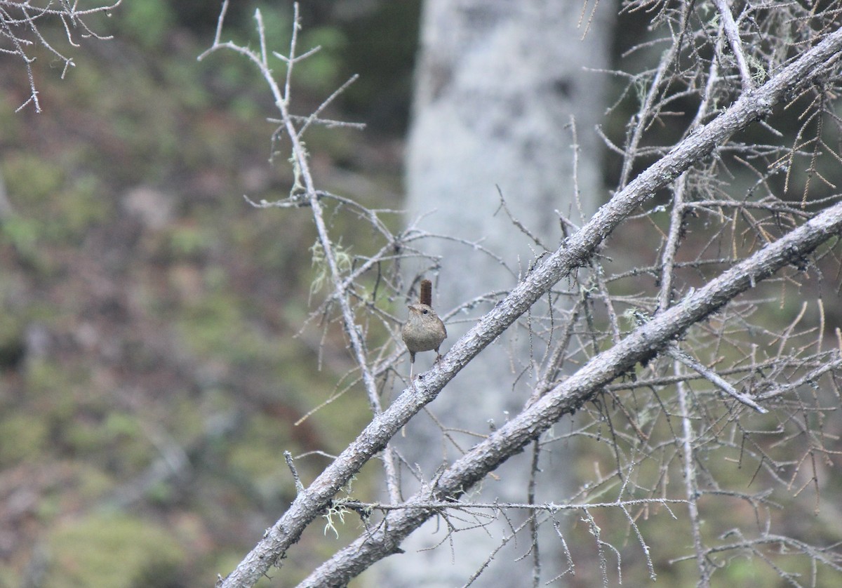 Winter Wren - ML645859668