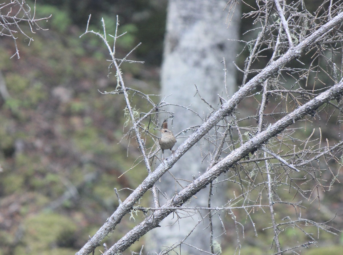 Winter Wren - ML645859669