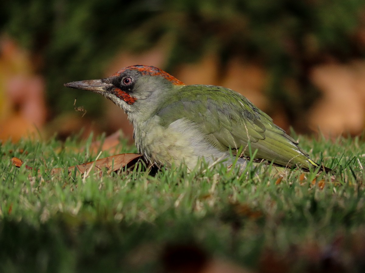 Iberian Green Woodpecker - ML645859671