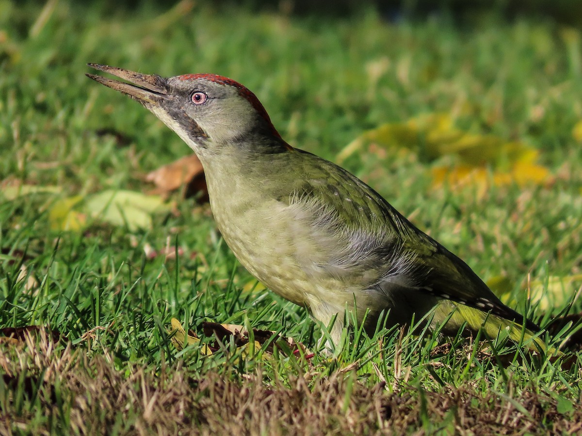 Iberian Green Woodpecker - ML645859672
