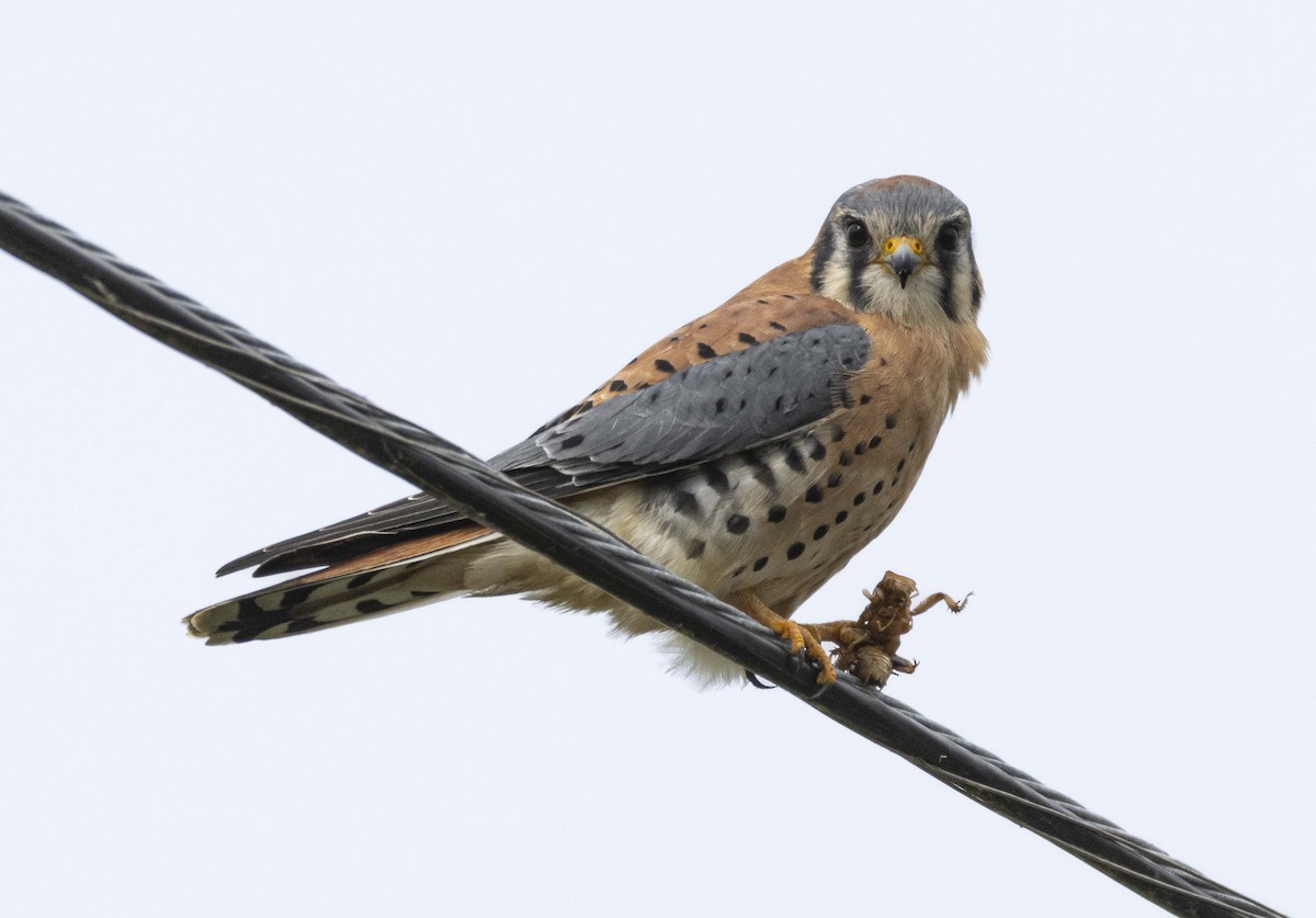 American Kestrel - ML645859673