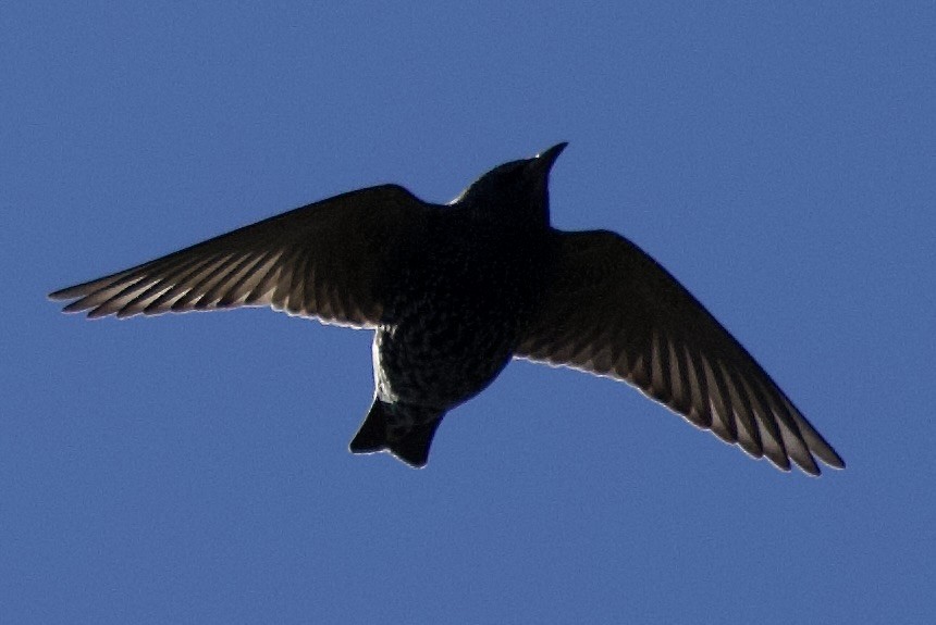 European Starling - ML645859674