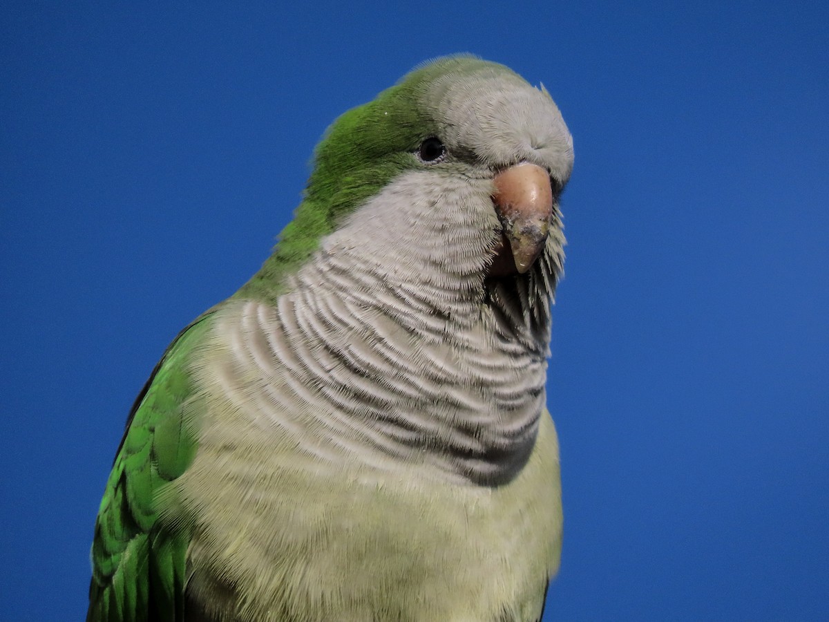 Monk Parakeet - ML645859685