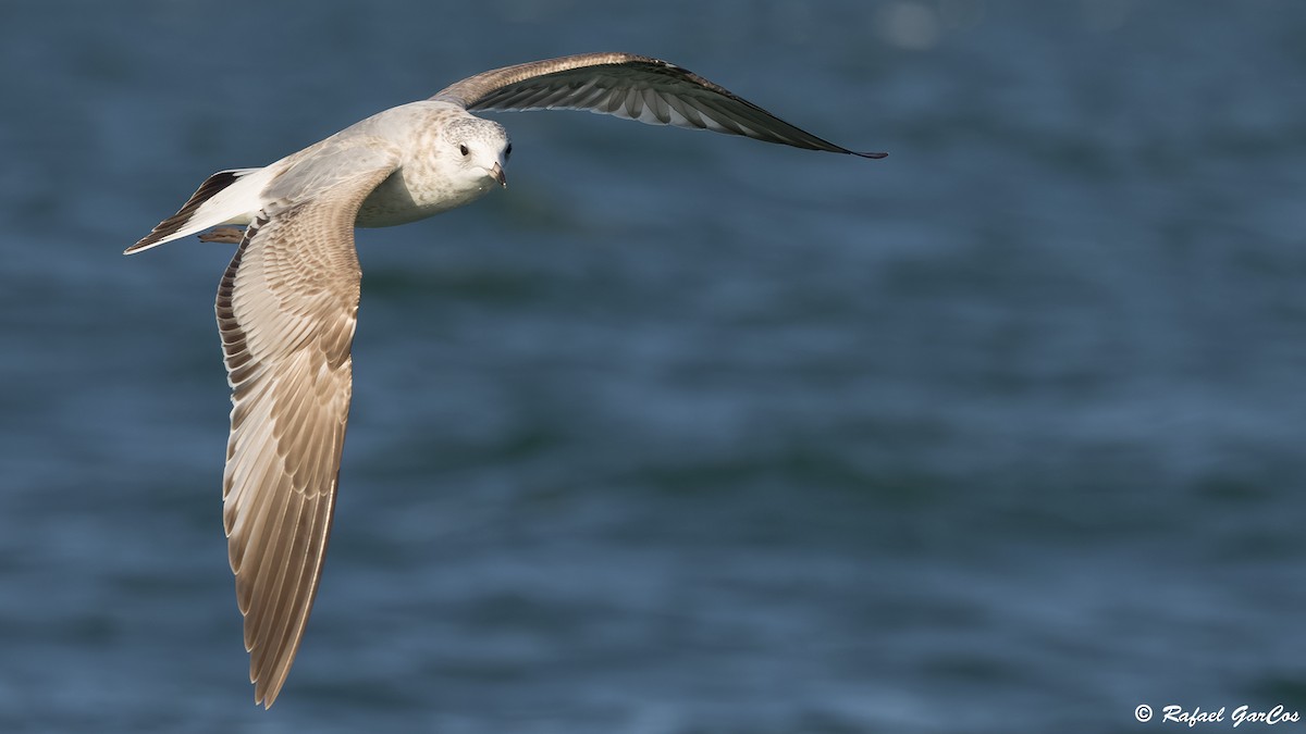 Common Gull - ML645859690