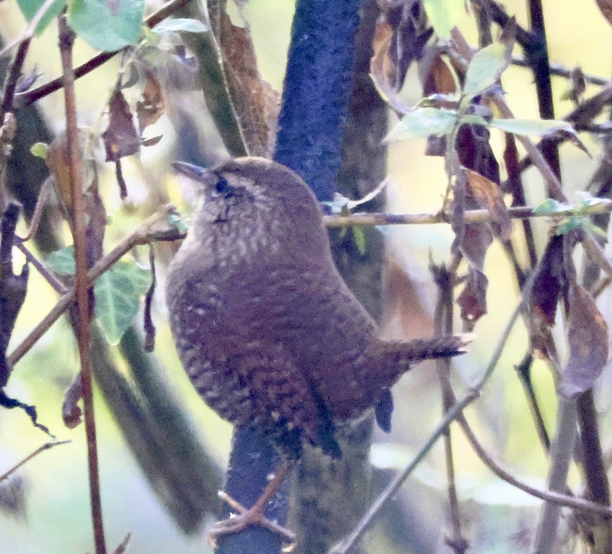 Winter Wren - ML645859693