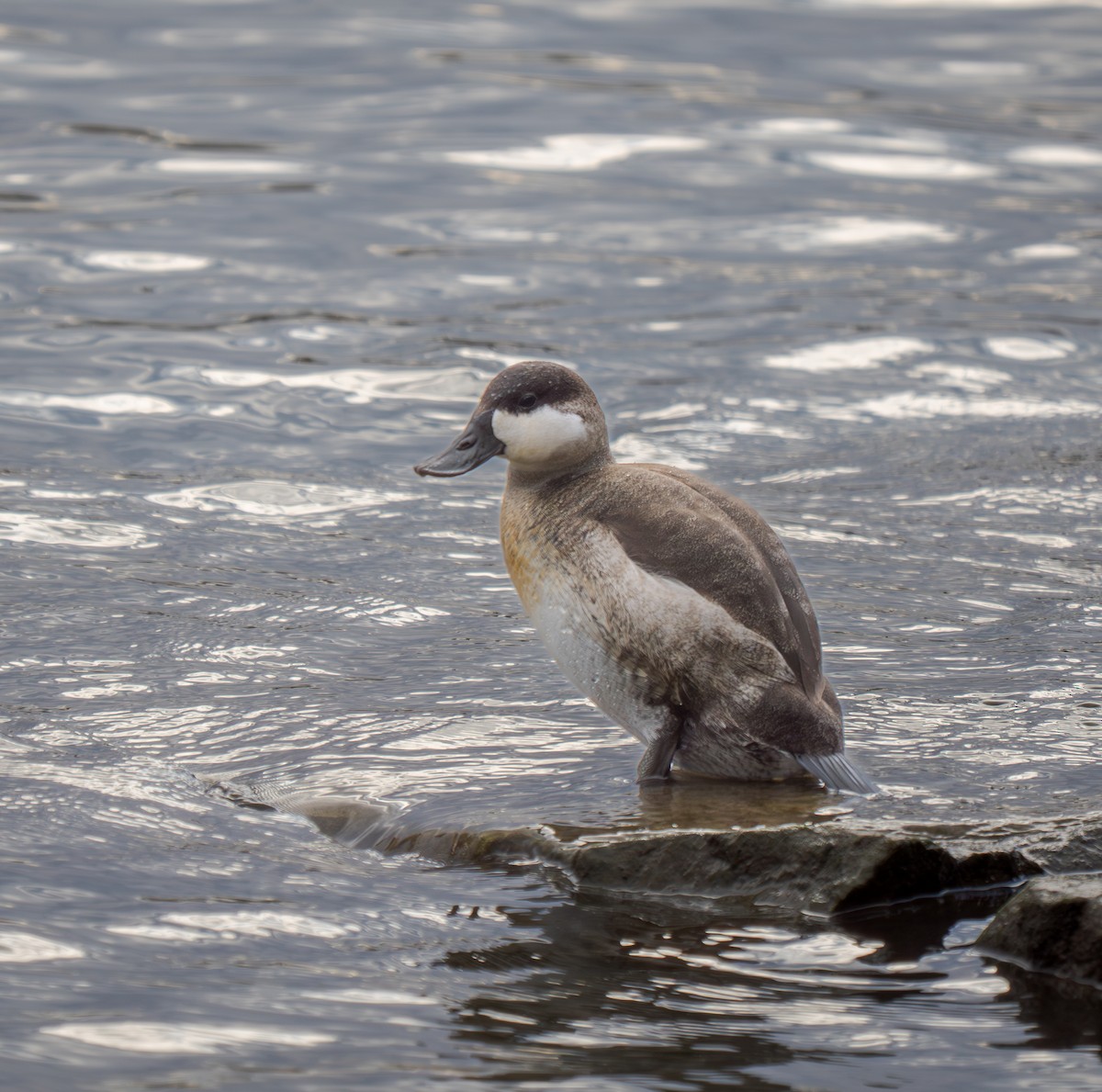 kachnice kaštanová - ML645859696