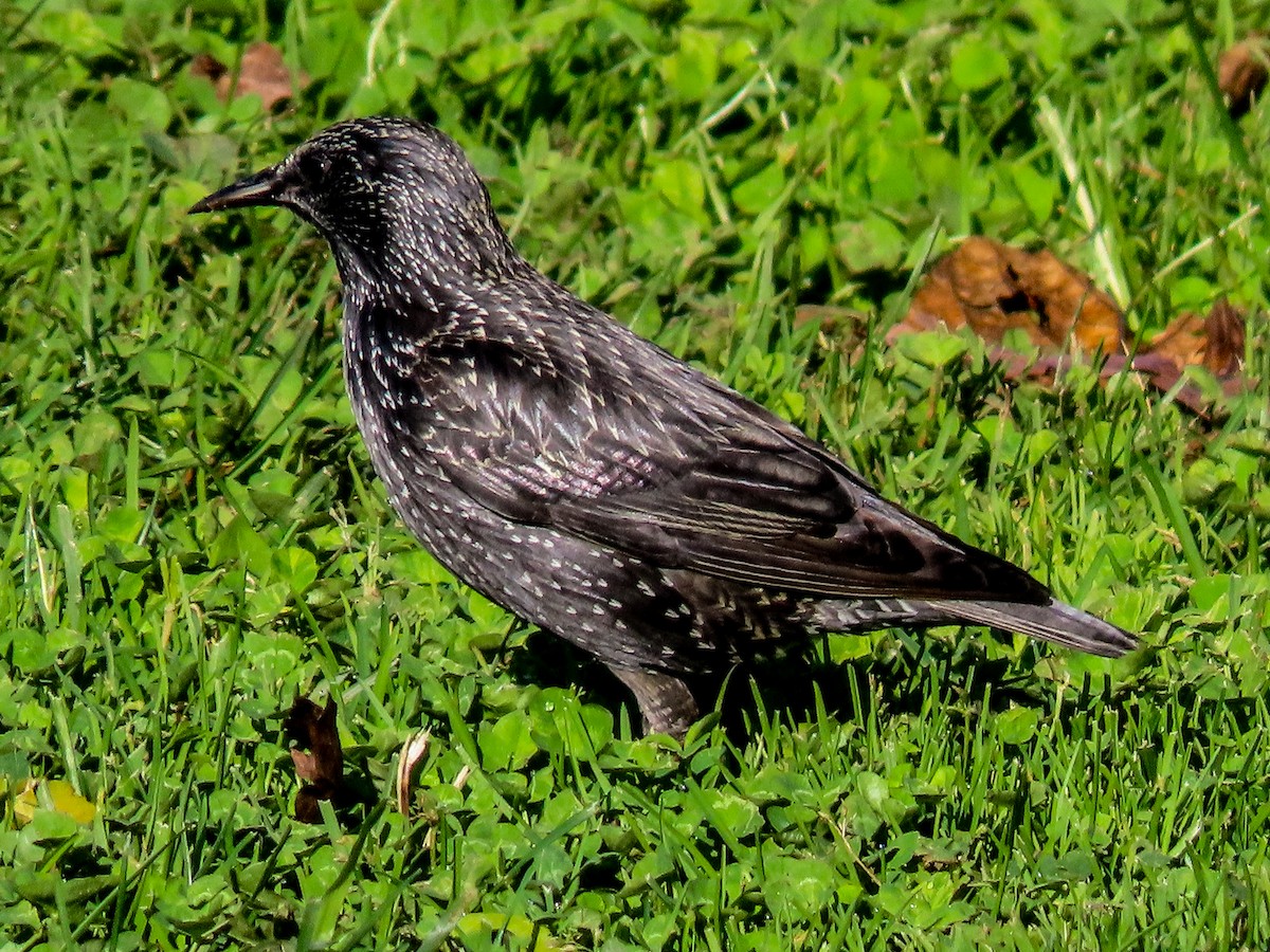 Spotless Starling - ML645859700