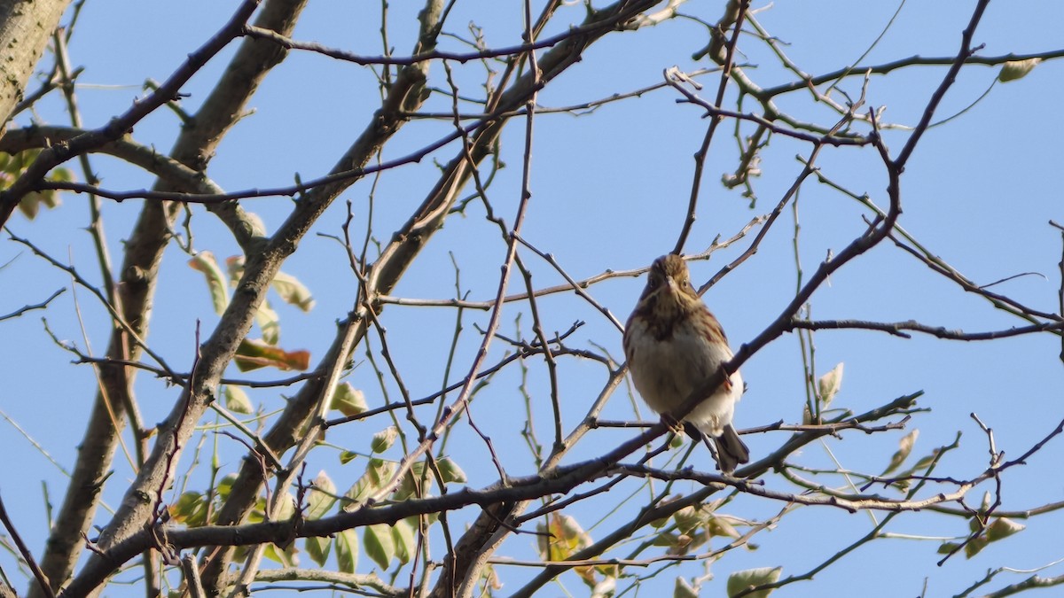 Хар шанаат хөмрөг - ML645859709