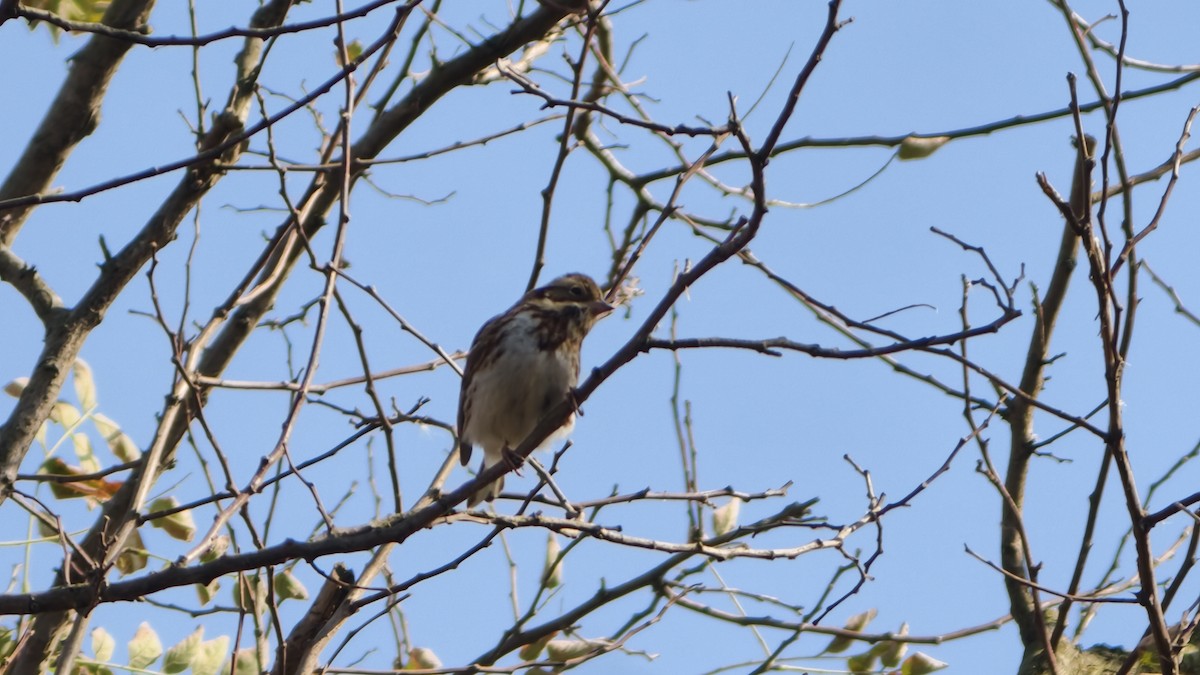 Хар шанаат хөмрөг - ML645859710