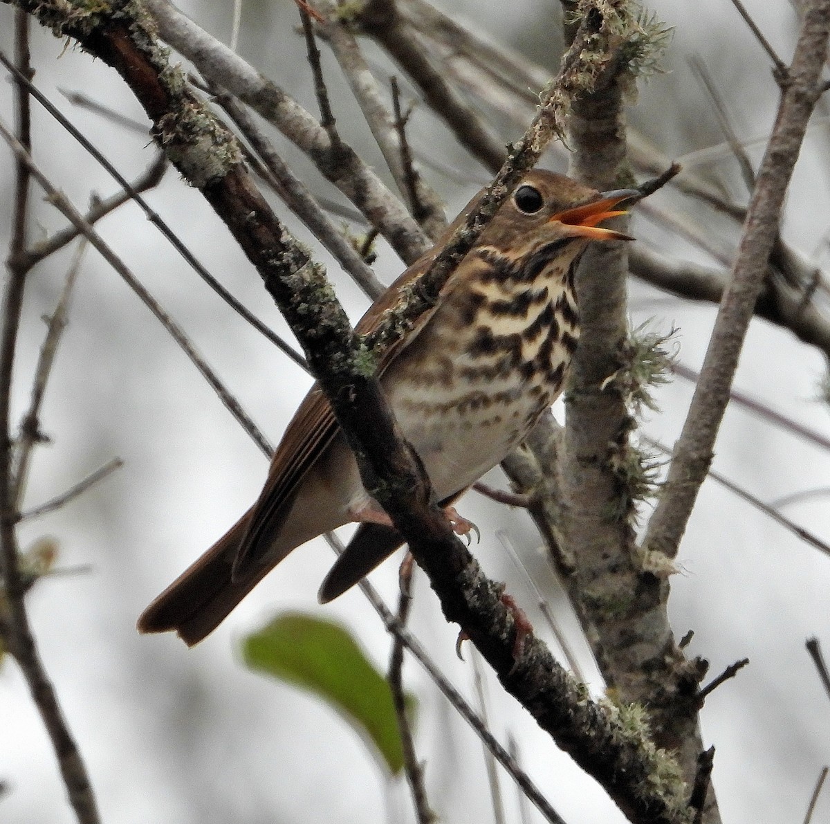 Hermit Thrush - ML645859712