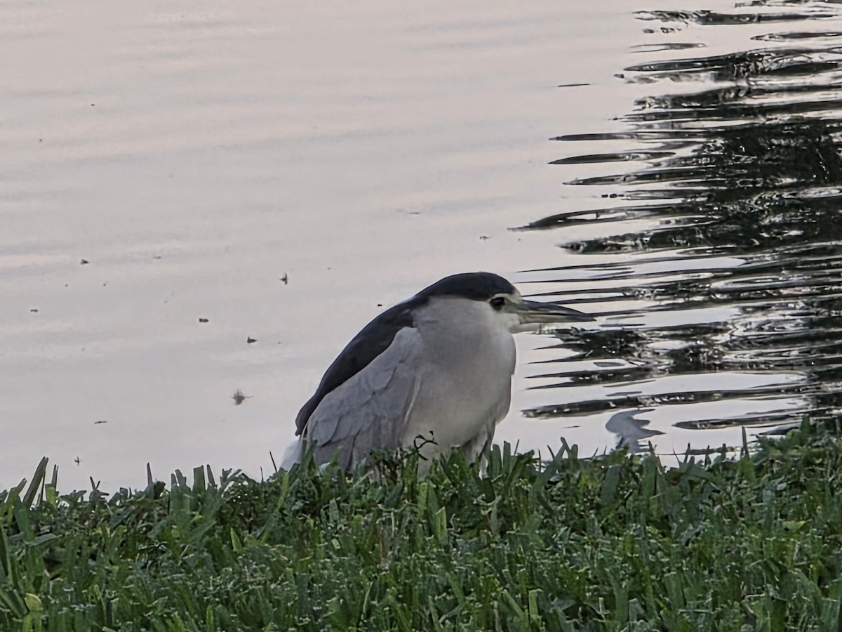 Black-crowned Night Heron - ML645859714