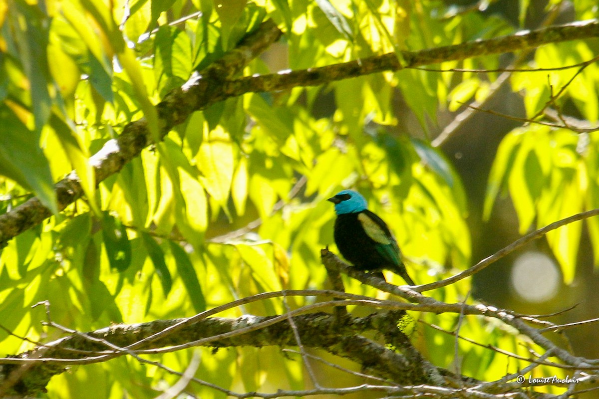 Blue-necked Tanager - ML645859715