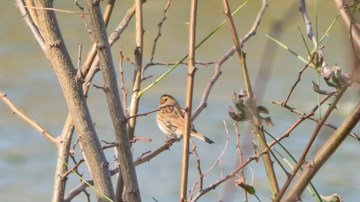 Little Bunting - ML645859716