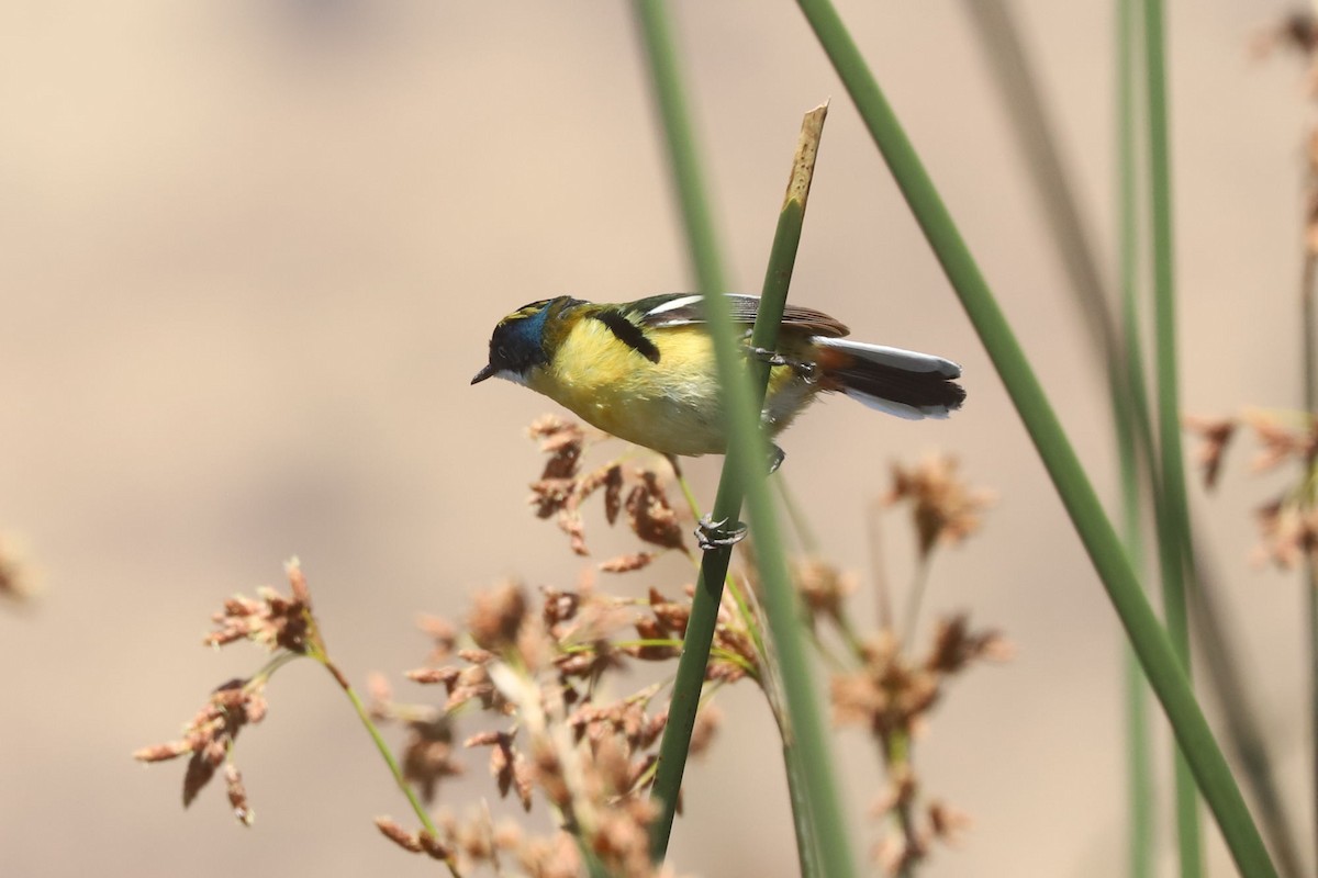 Many-colored Rush Tyrant - ML645859717