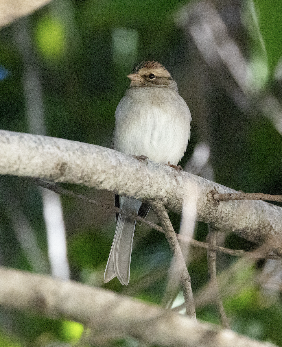 Chipping Sparrow - ML645859719