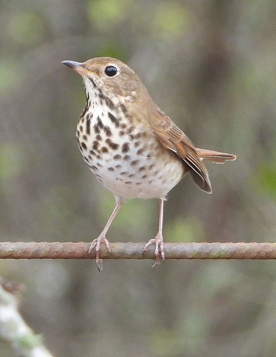 Hermit Thrush - ML645859720