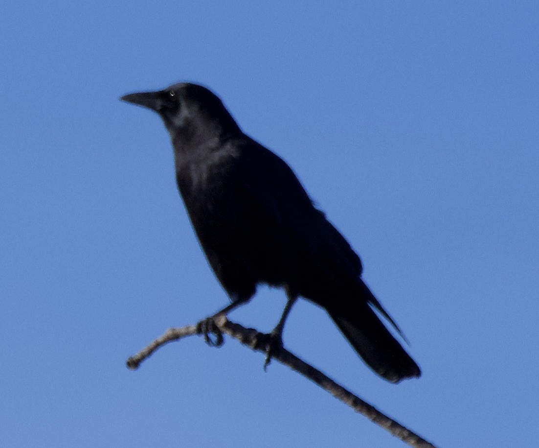 American Crow - ML645859721