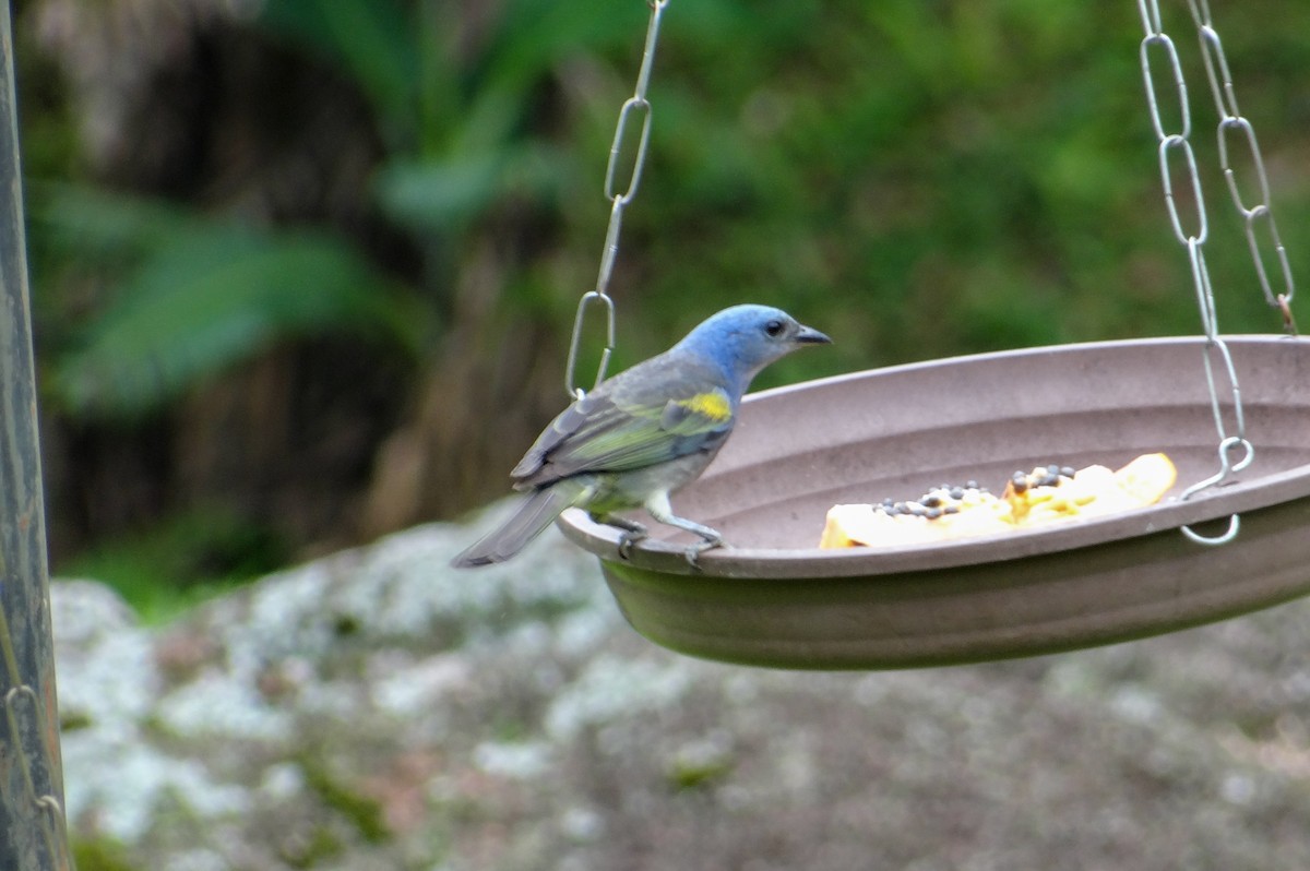 Golden-chevroned Tanager - ML645859722