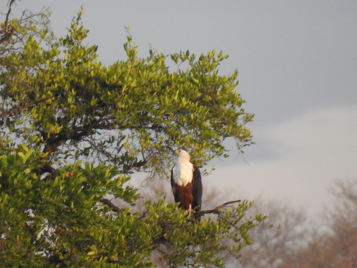 African Fish-Eagle - ML645859723