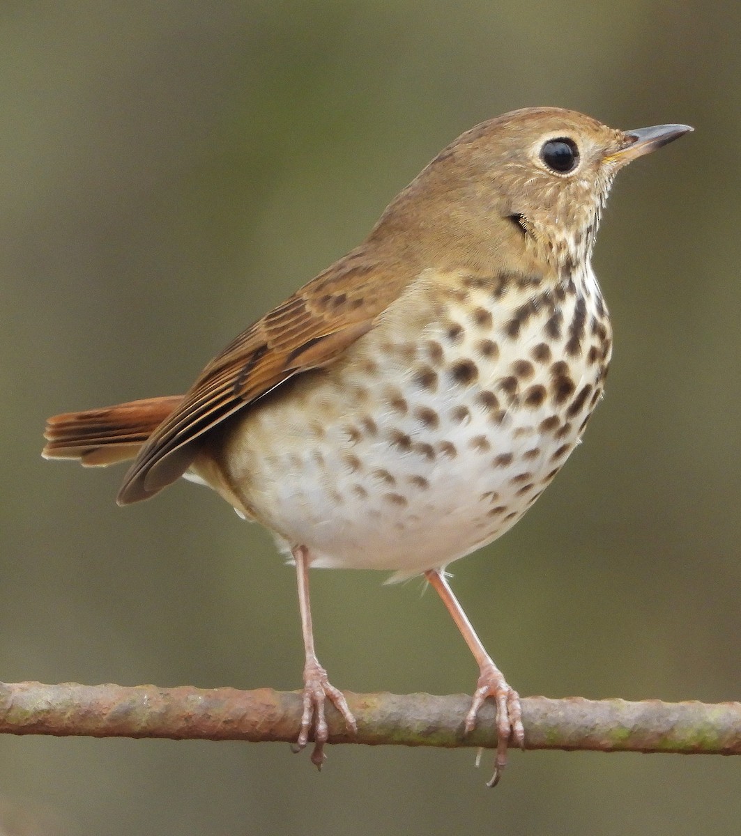 Hermit Thrush - ML645859724
