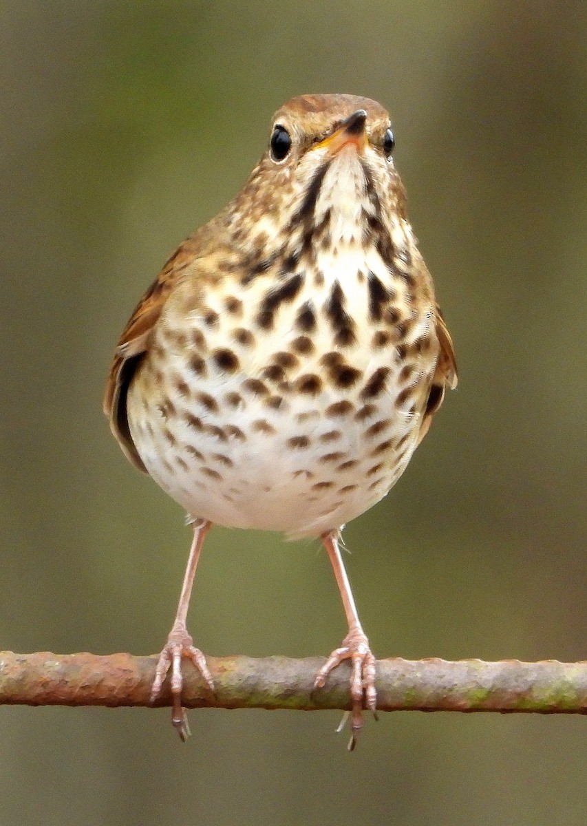 Hermit Thrush - ML645859726