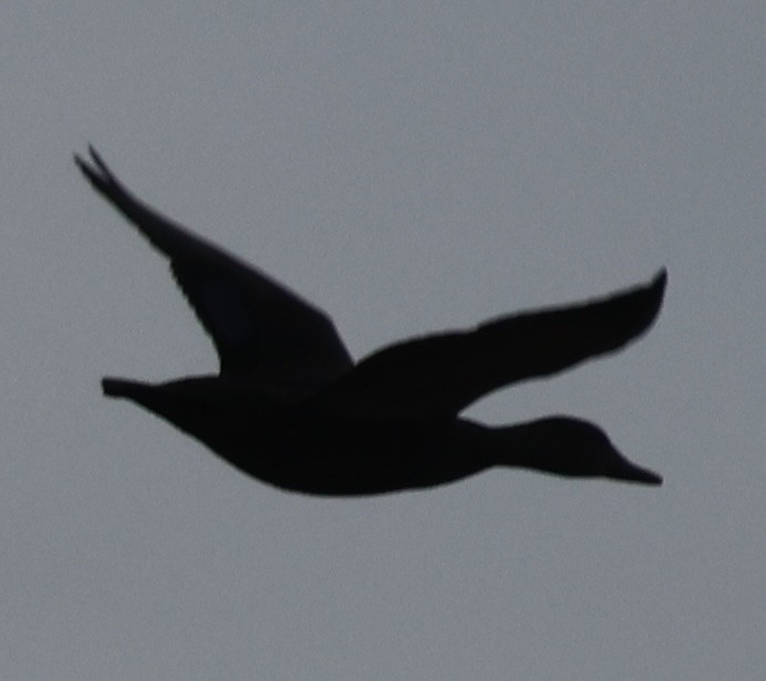 Mallard - ML645859729