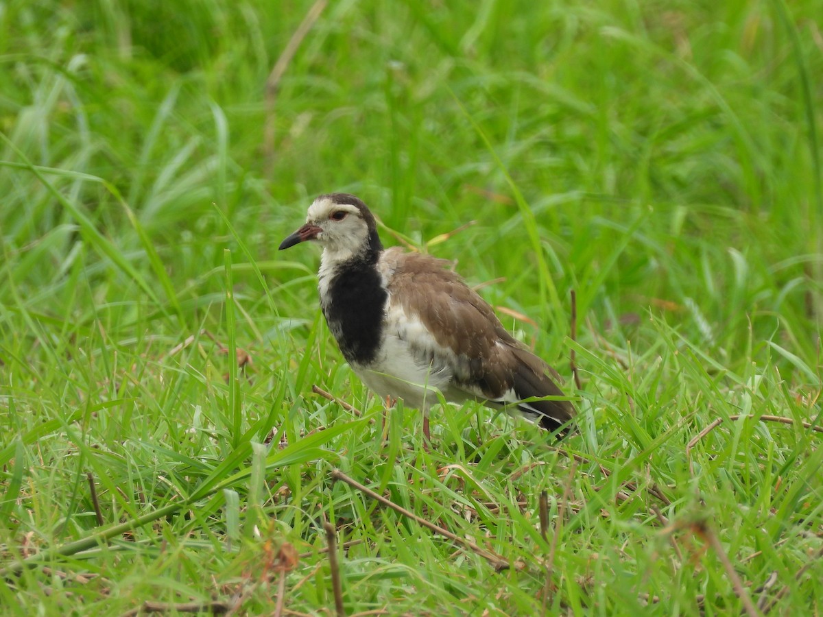Long-toed Lapwing - ML645859730