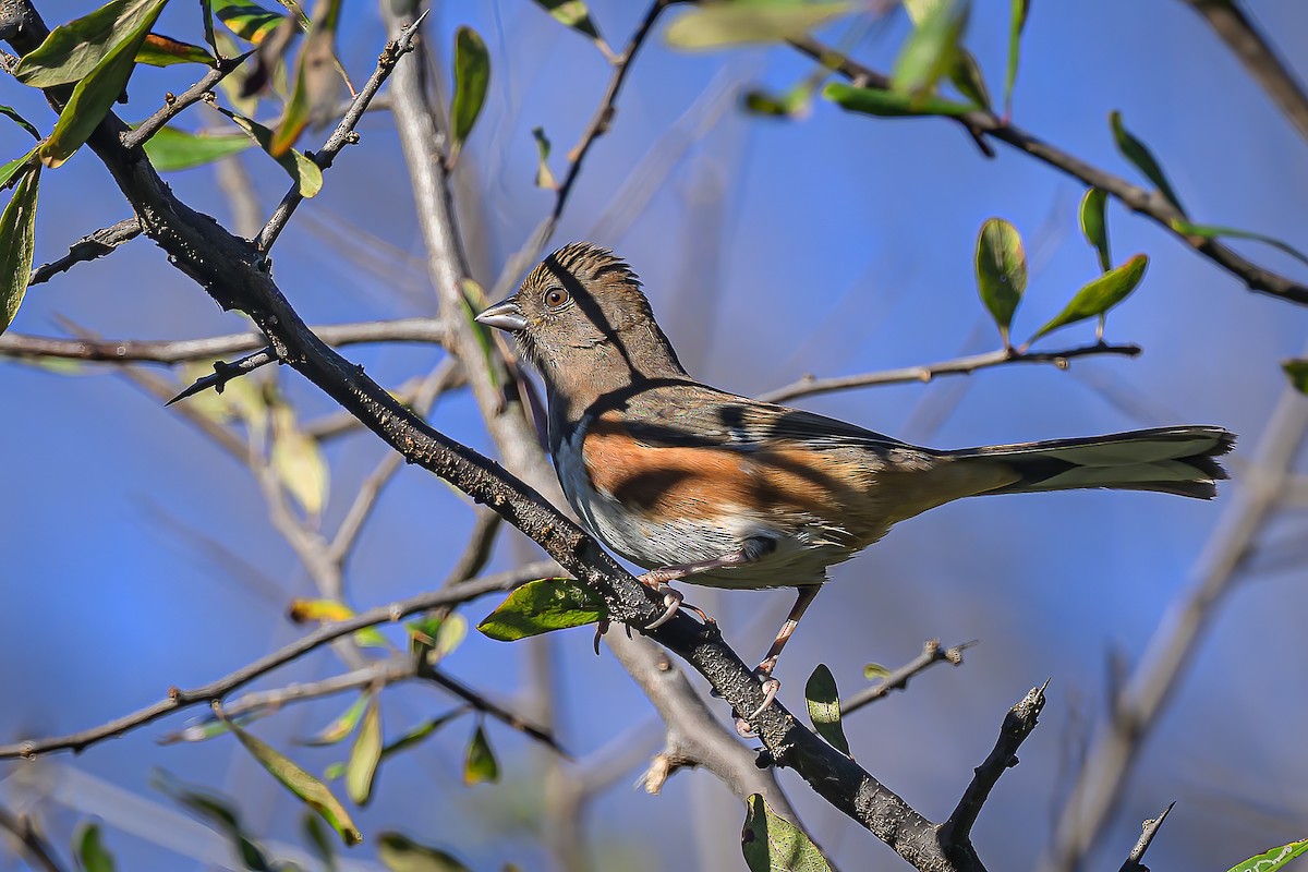 Eastern Towhee - ML645859731