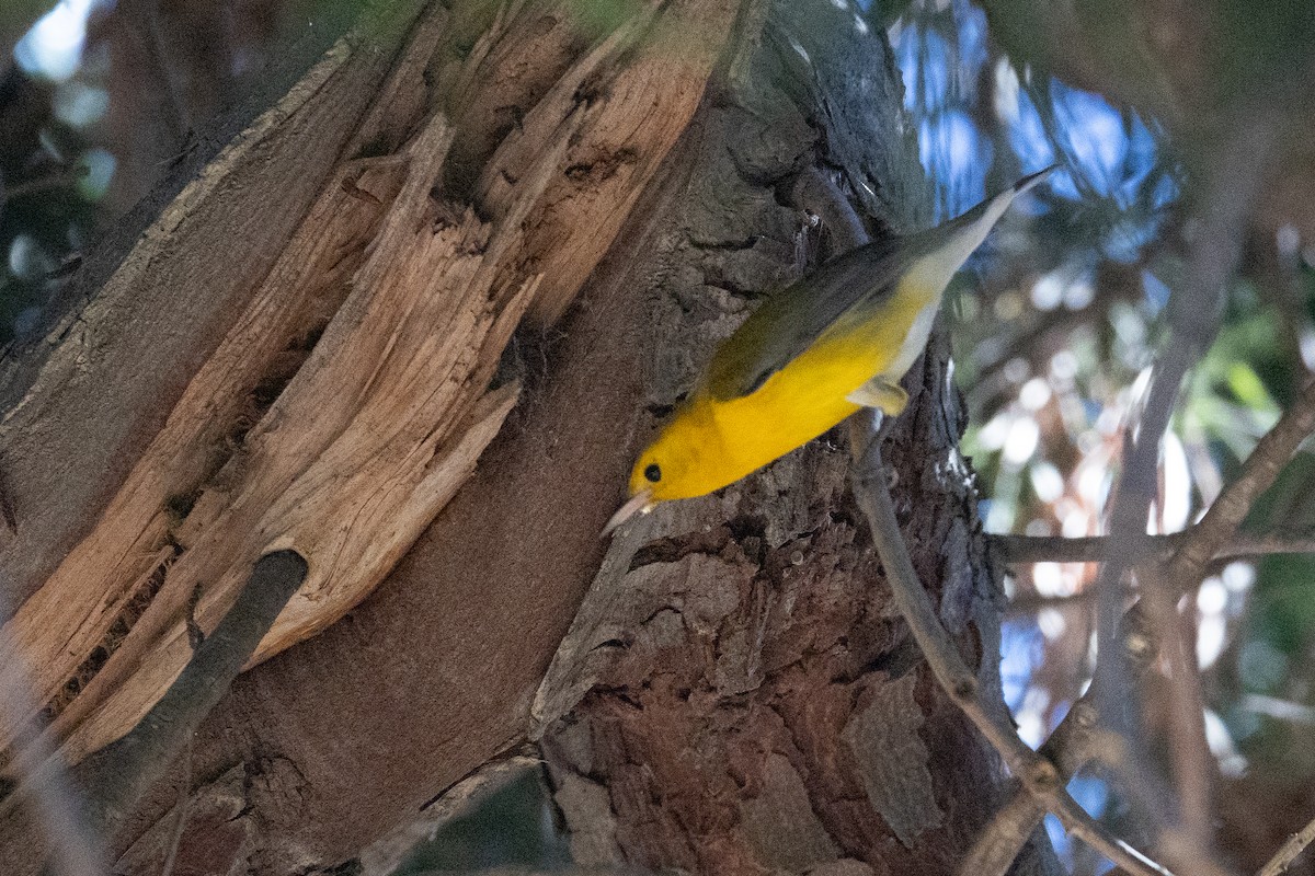 Prothonotary Warbler - ML645859732