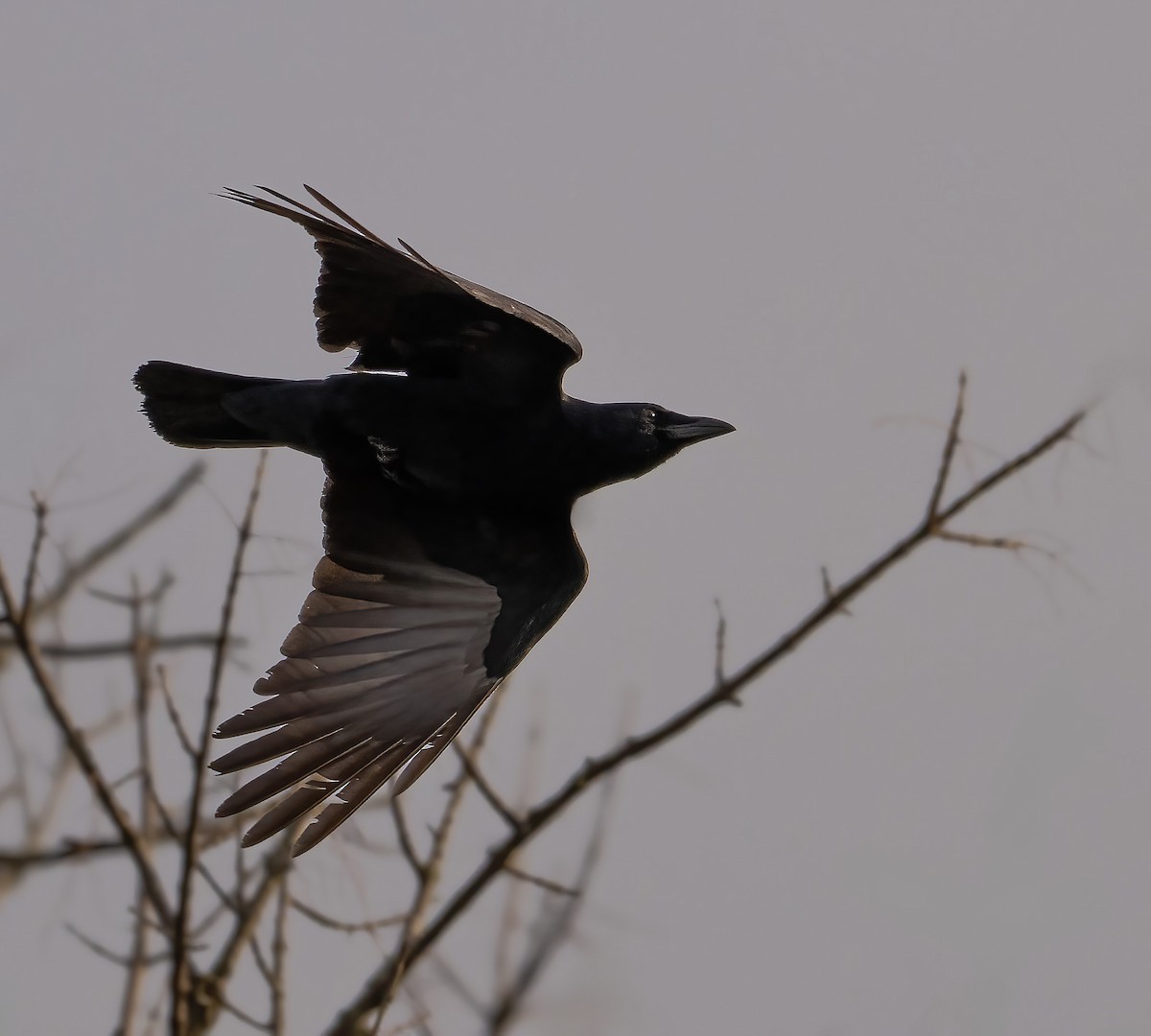 American Crow - ML645859733