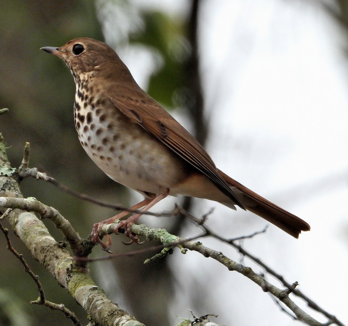 Hermit Thrush - ML645859735