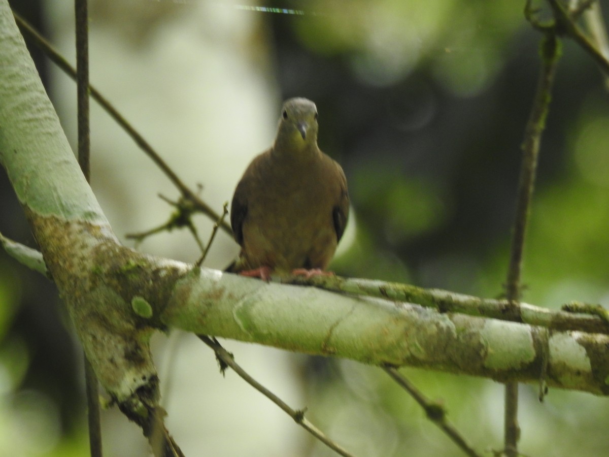 Ruddy Ground Dove - ML645859736