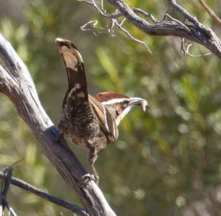 Chestnut-crowned Babbler - ML645859737